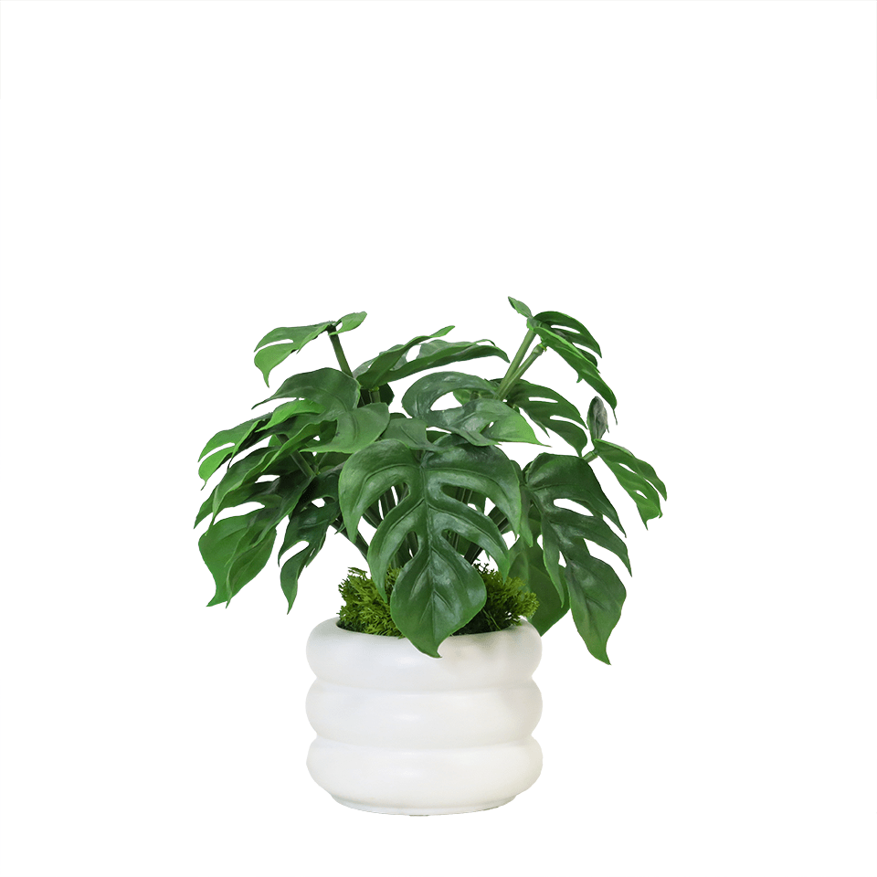 Split leaf Philodendron Plant in Ceramic 11"H - LDF Silk