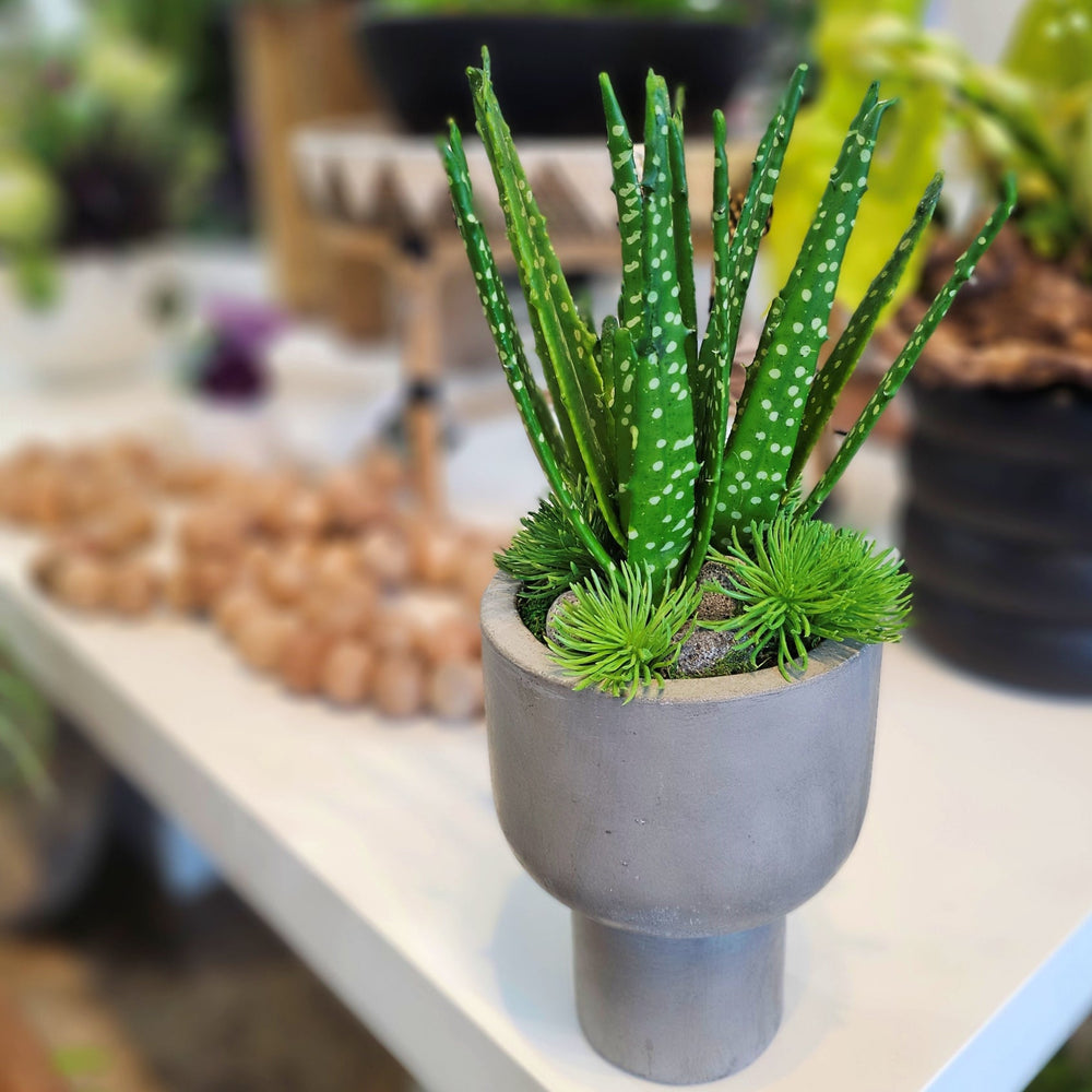 Spotted Aloe in Concrete Round Footed Vase. FH: 17"H - LDF Silk