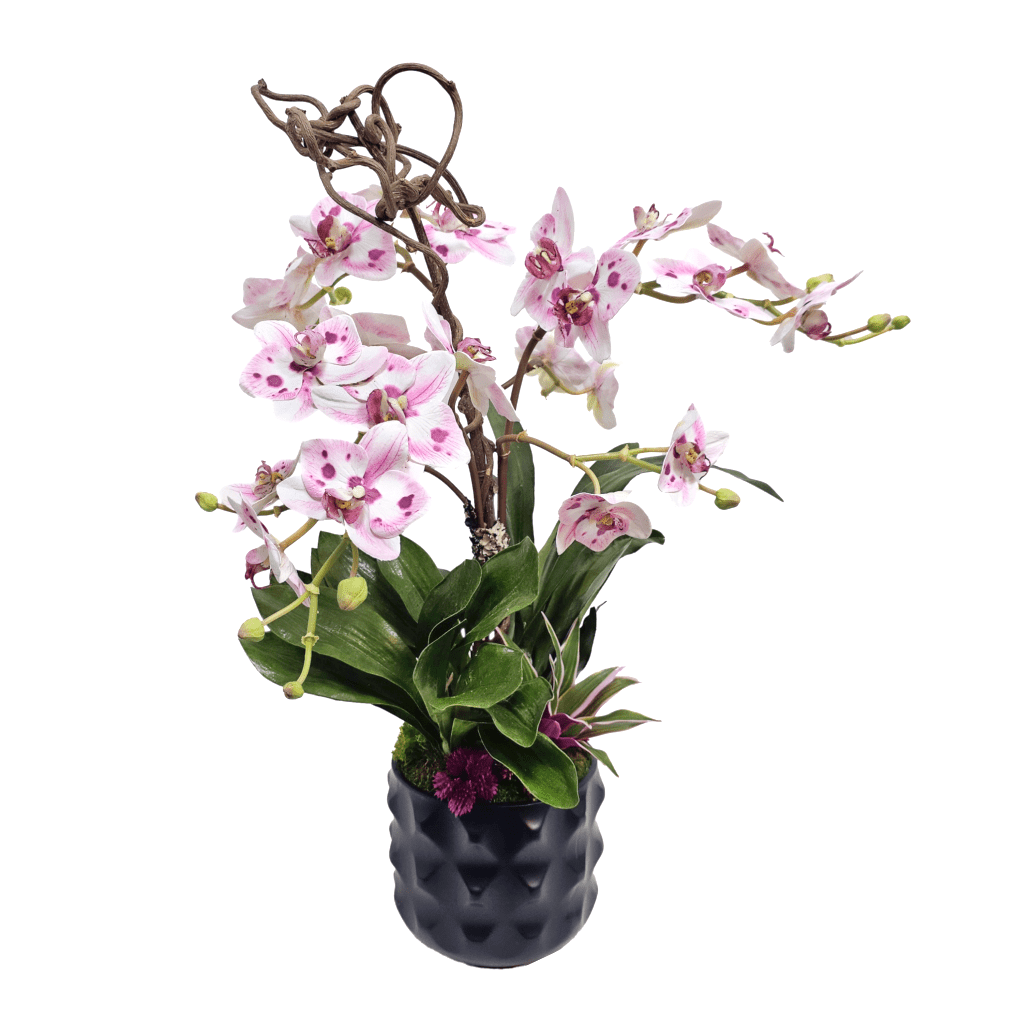 Spotted Orchids with Succulents and Kiwi in Ceramic 25"H - LDF Silk