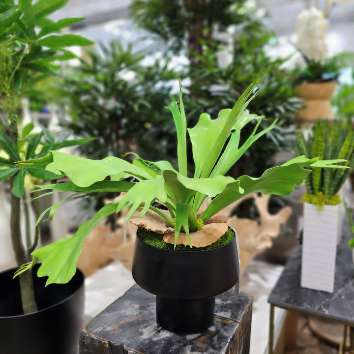 Staghorn Fern in Round Metal Container. FH: 21" - LDF Silk