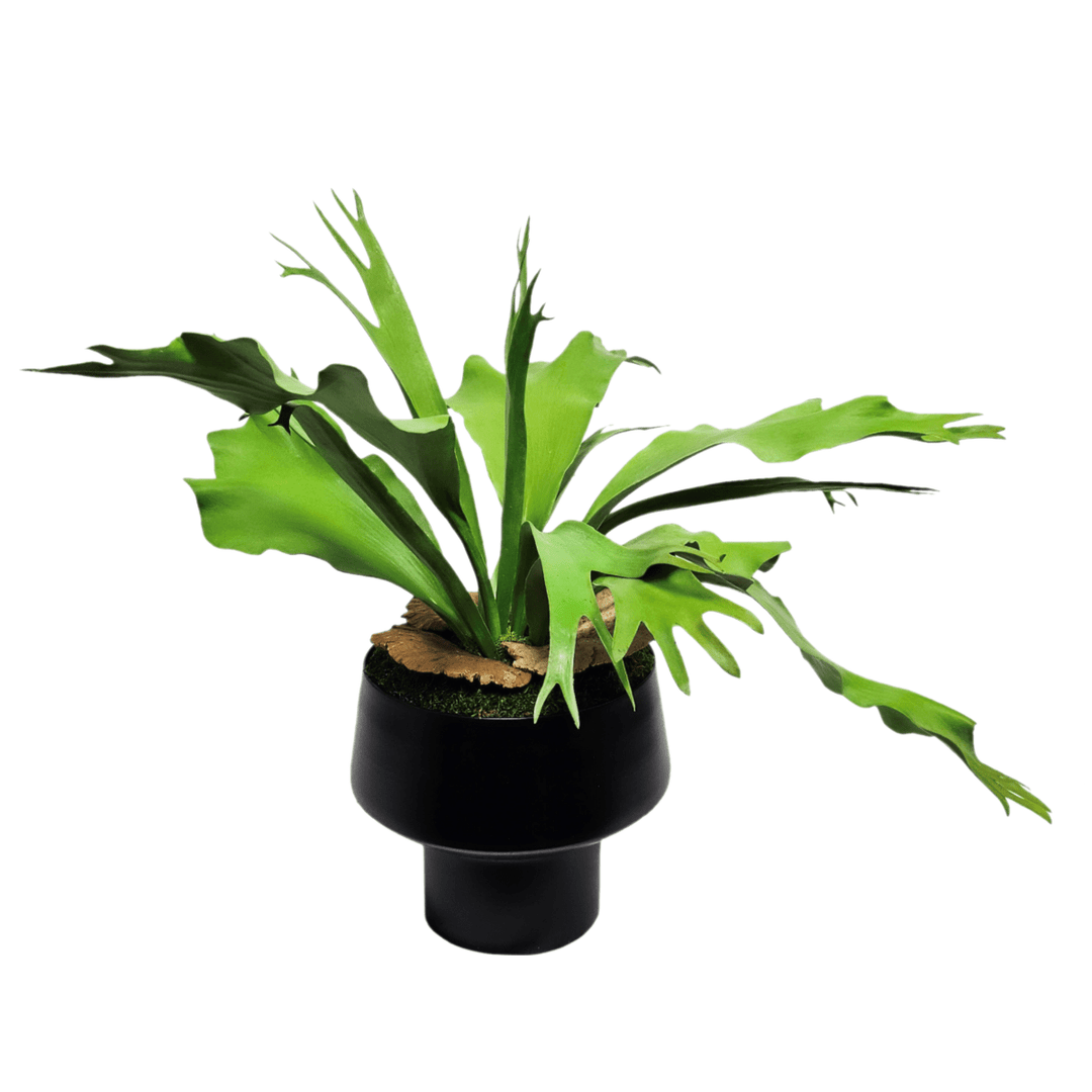 Staghorn Fern in Round Metal Container. FH: 21" - LDF Silk