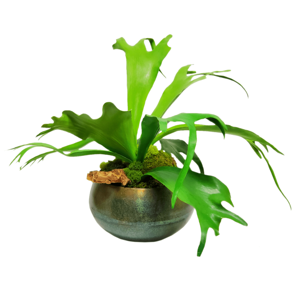 Staghorn Ferns with Wood and Moss in Bowl FH:18" - LDF Silk