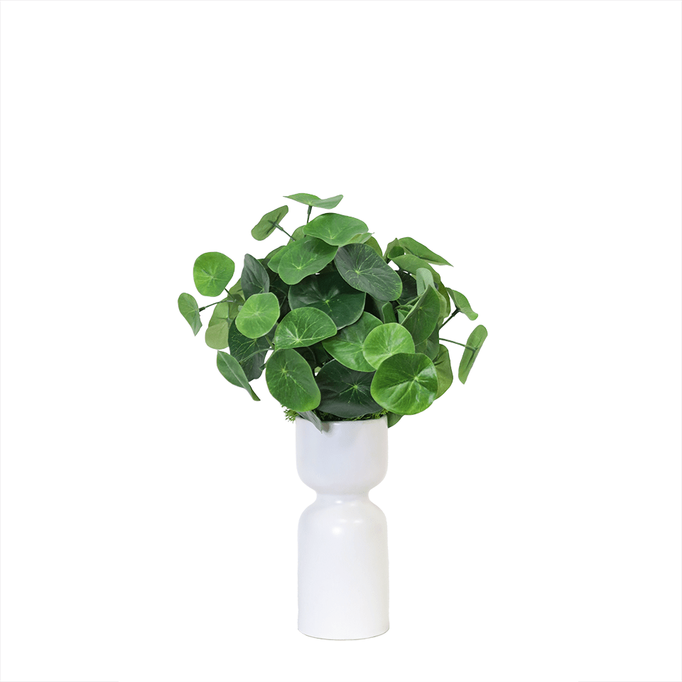 Stephania Erecta Plant in Bulb Vase 15.5"H - LDF Silk