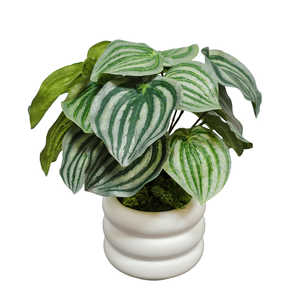 Stripe Pepperomia Plant in Layered Ceramic 10"H - LDF Silk