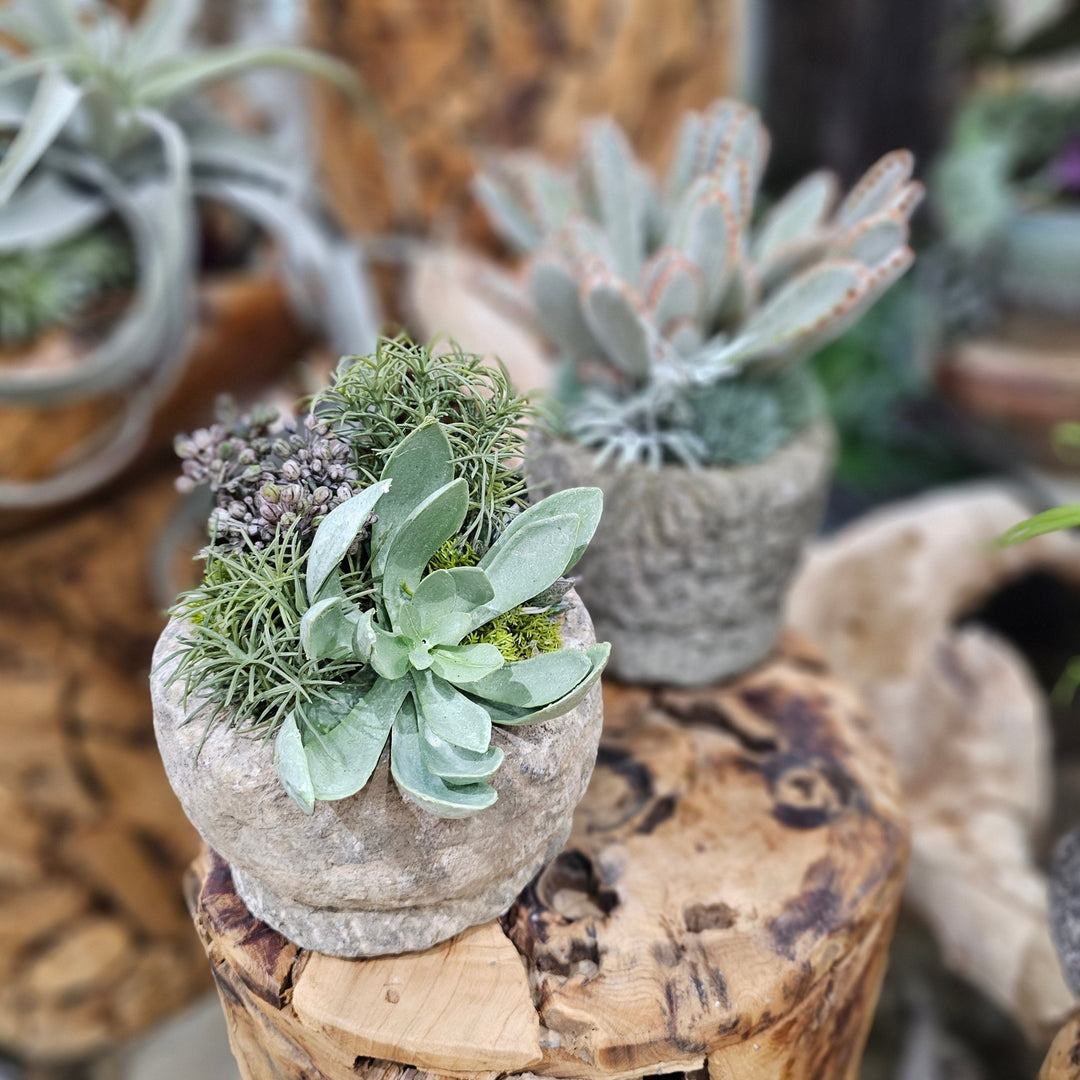 Succulent, Berries and Moss in Carved Stone 7"H - LDF Silk