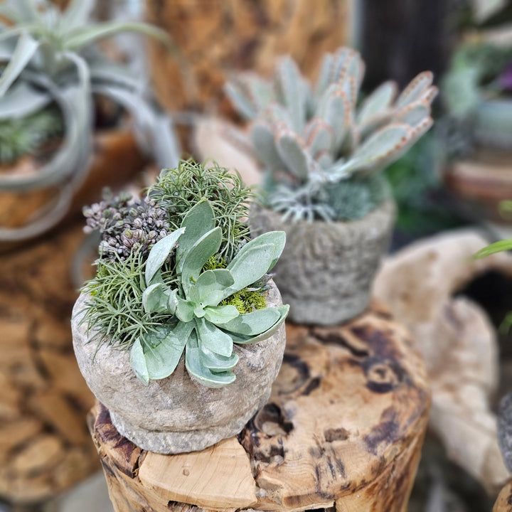Succulent, Berries and Moss in Carved Stone 7"H - LDF Silk