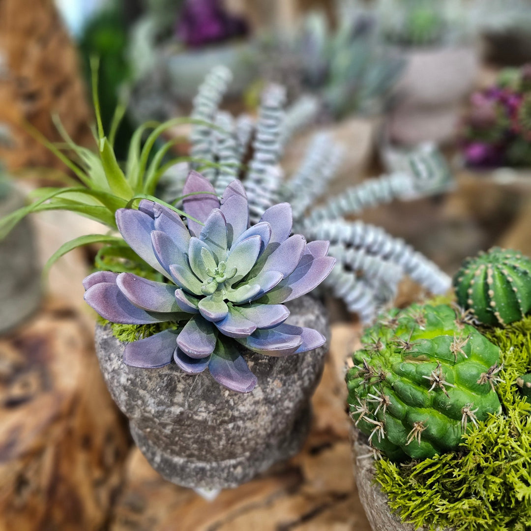 Succulent, Donkey Tail and Tillandsia in Carved Stone 9"H - LDF Silk