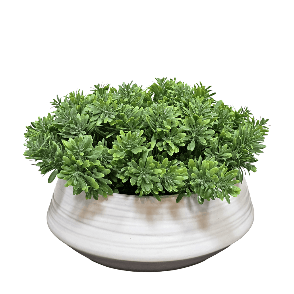 succulent sod Succulent Grass in Round Ceramic 8"H