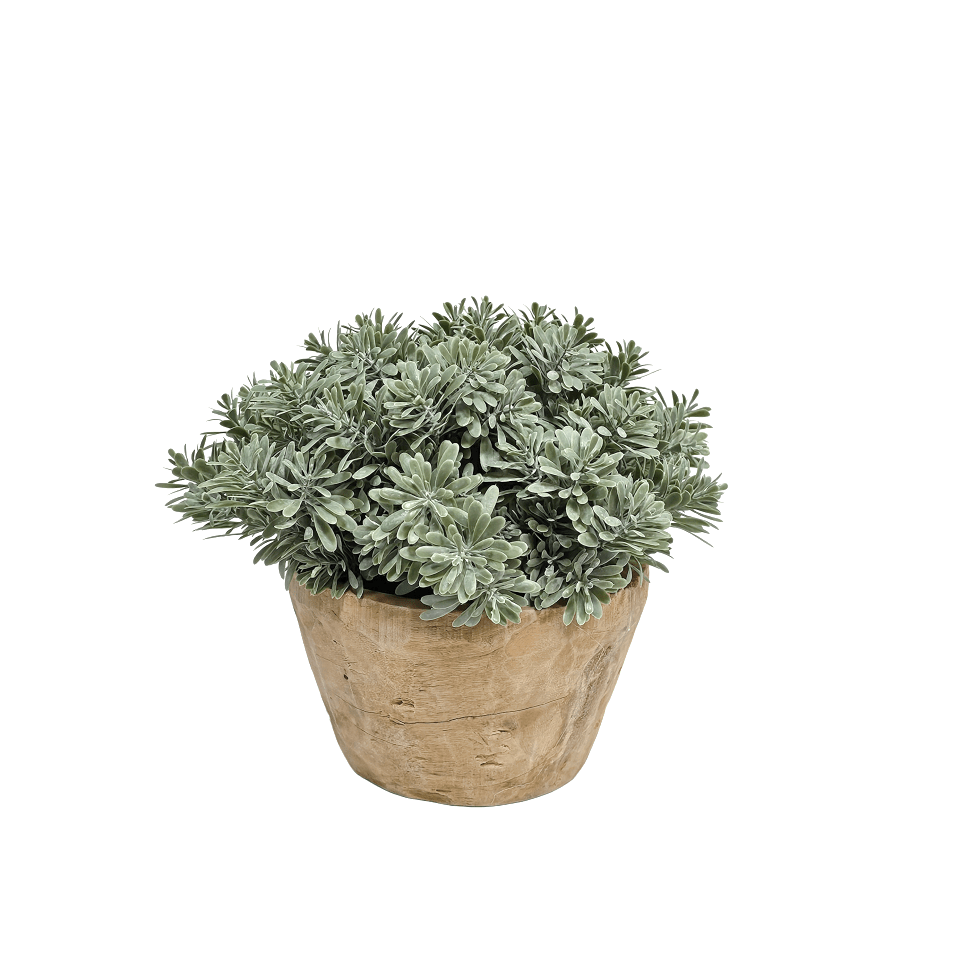 Succulent Grass in Wood Bowl 10"H x 11"Dia - LDF Silk