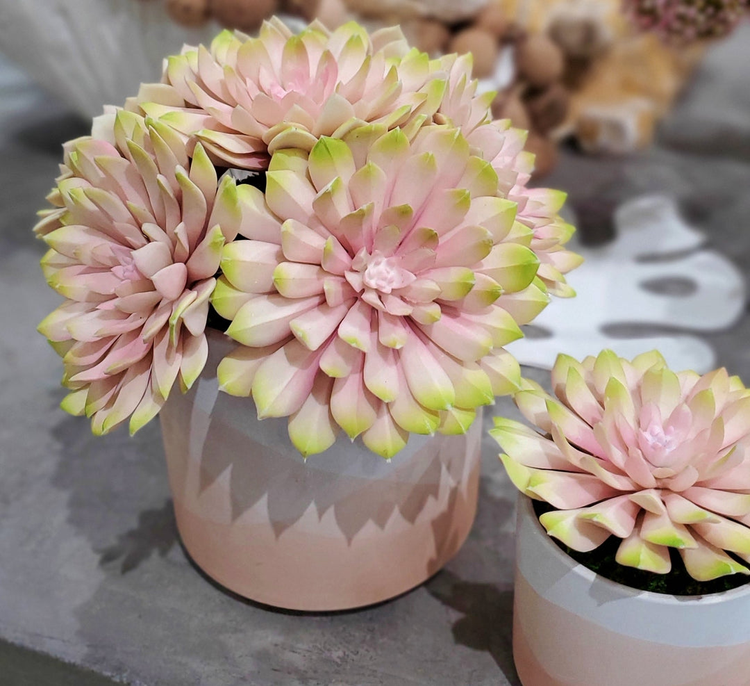Succulent in Ceramic 6"H - LDF Silk