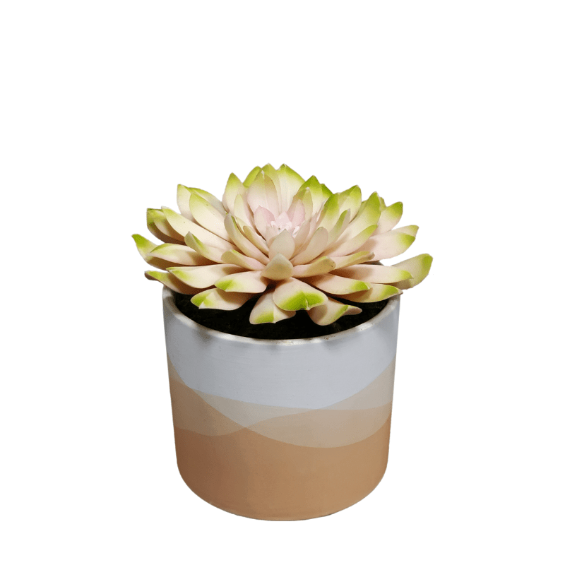 Succulent in Ceramic 6"H - LDF Silk