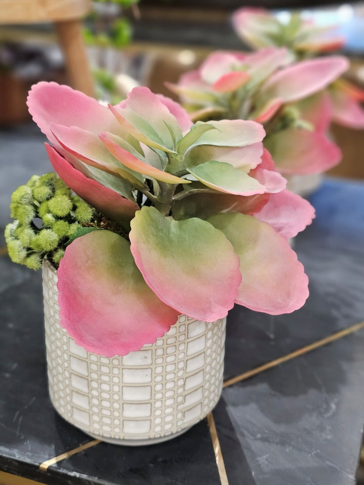 Succulent in Ceramic FH: 8.5" - LDF Silk
