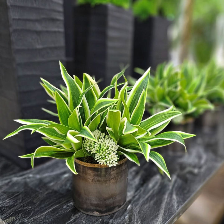 Succulent in Gunmetal. FH: 8"H - LDF Silk
