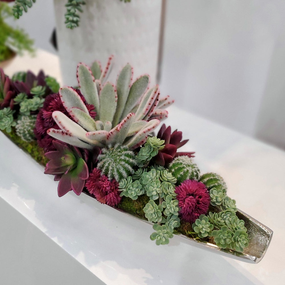 Succulent, Sedum, Succulents, Cactus in Container FH: 7" - LDF Silk
