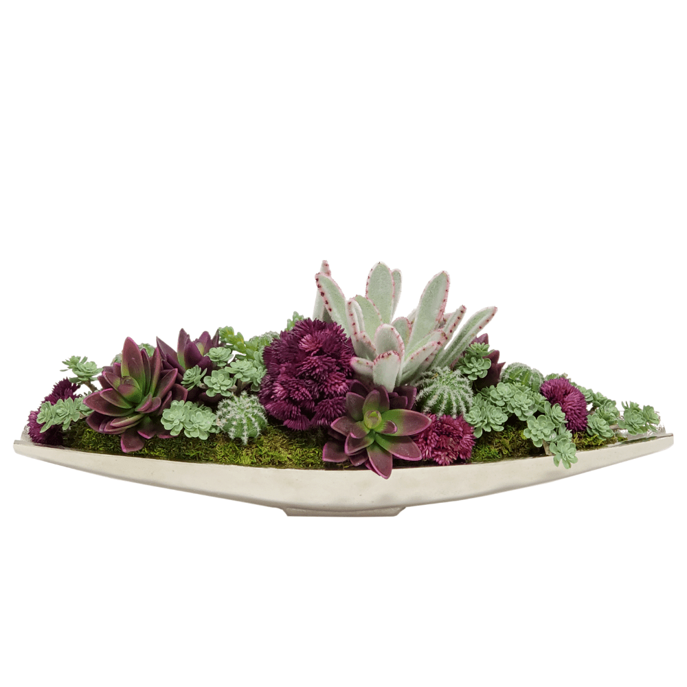 purple cactus succulent Succulent, Sedum, Succulents, Cactus in Container FH: 7