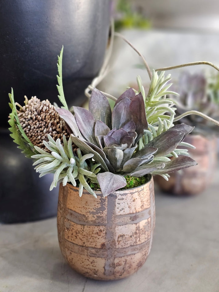Succulent, Tillandsia, Banksia and Soft Touch Senecio in Container FH: 11" - LDF Silk