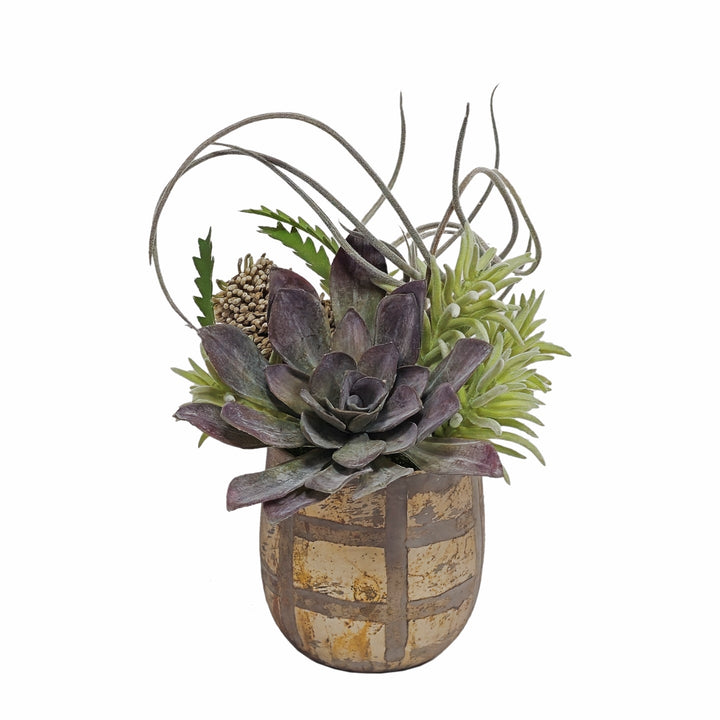 Succulent, Tillandsia, Banksia and Soft Touch Senecio in Container FH: 11" - LDF Silk