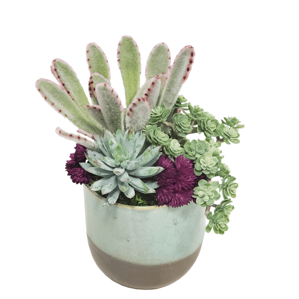 Succulent with Sedum and Seed Clusters in Ceramic FH: 8"H - LDF Silk