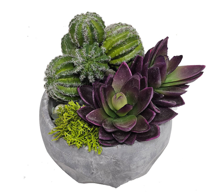 Succulents and Barrel Cactus in Container 6.75" H - LDF Silk