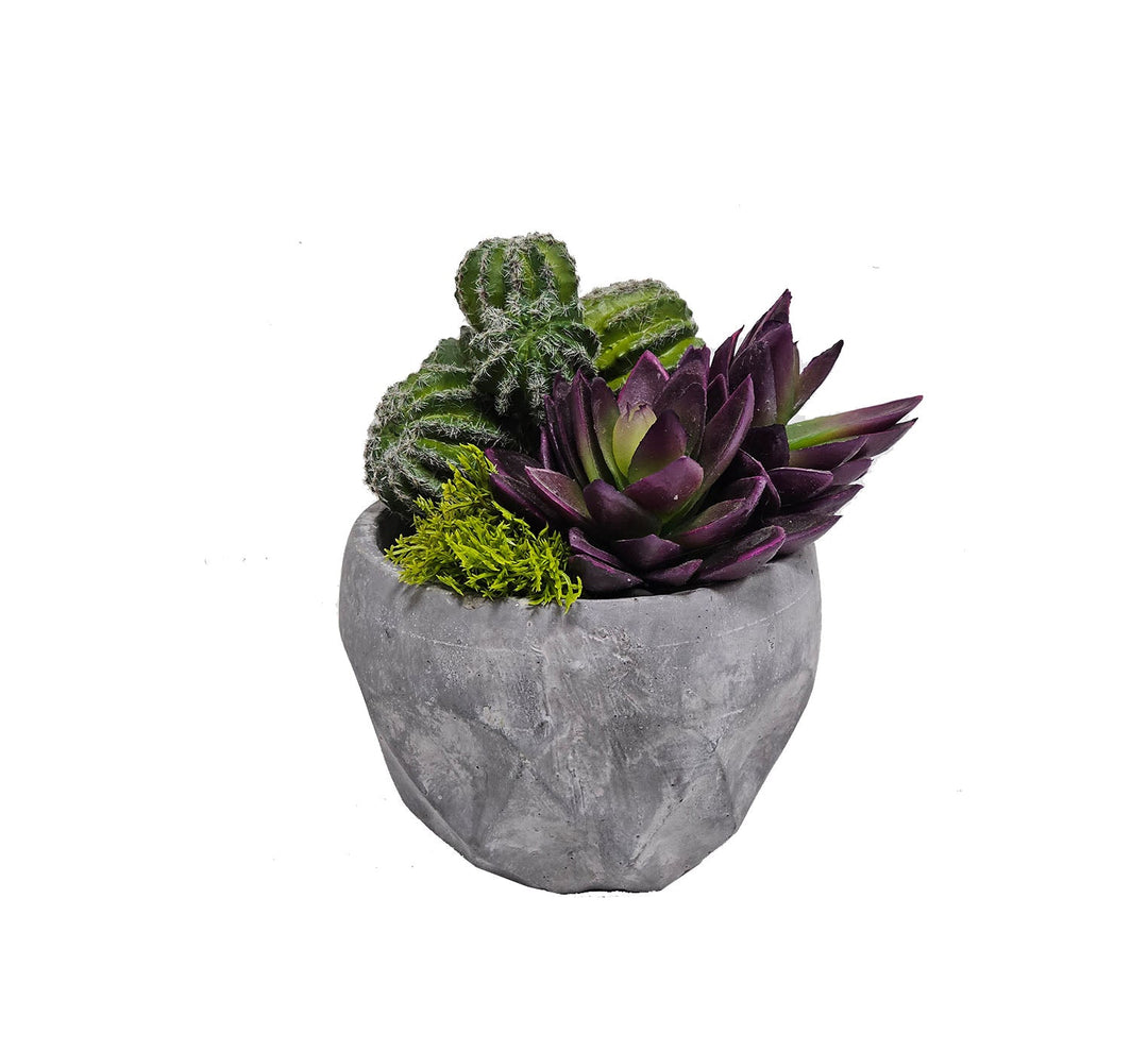 Succulents and Barrel Cactus in Container 6.75" H - LDF Silk