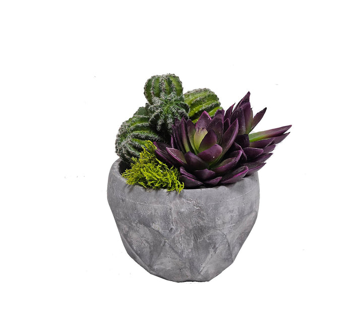 Succulents and Barrel Cactus in Container 6.75" H - LDF Silk