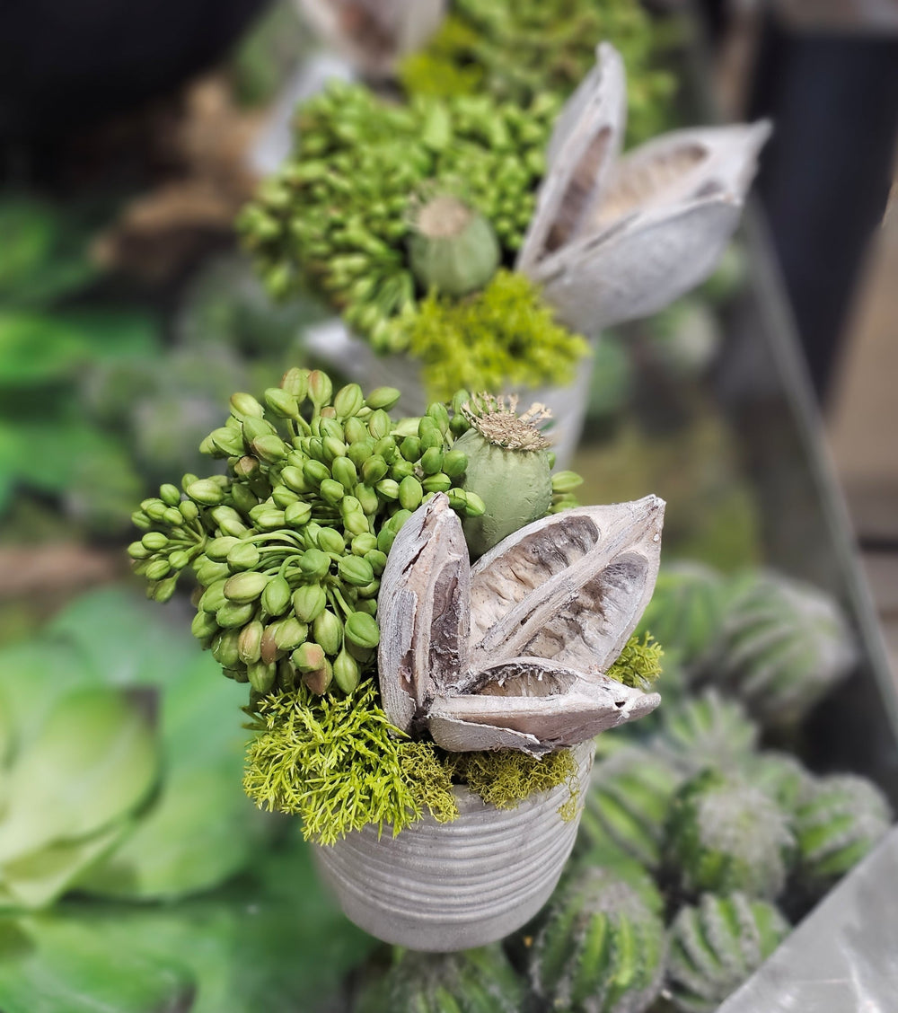 Succulents and Sora Pod in Pot FH: 7" - LDF Silk