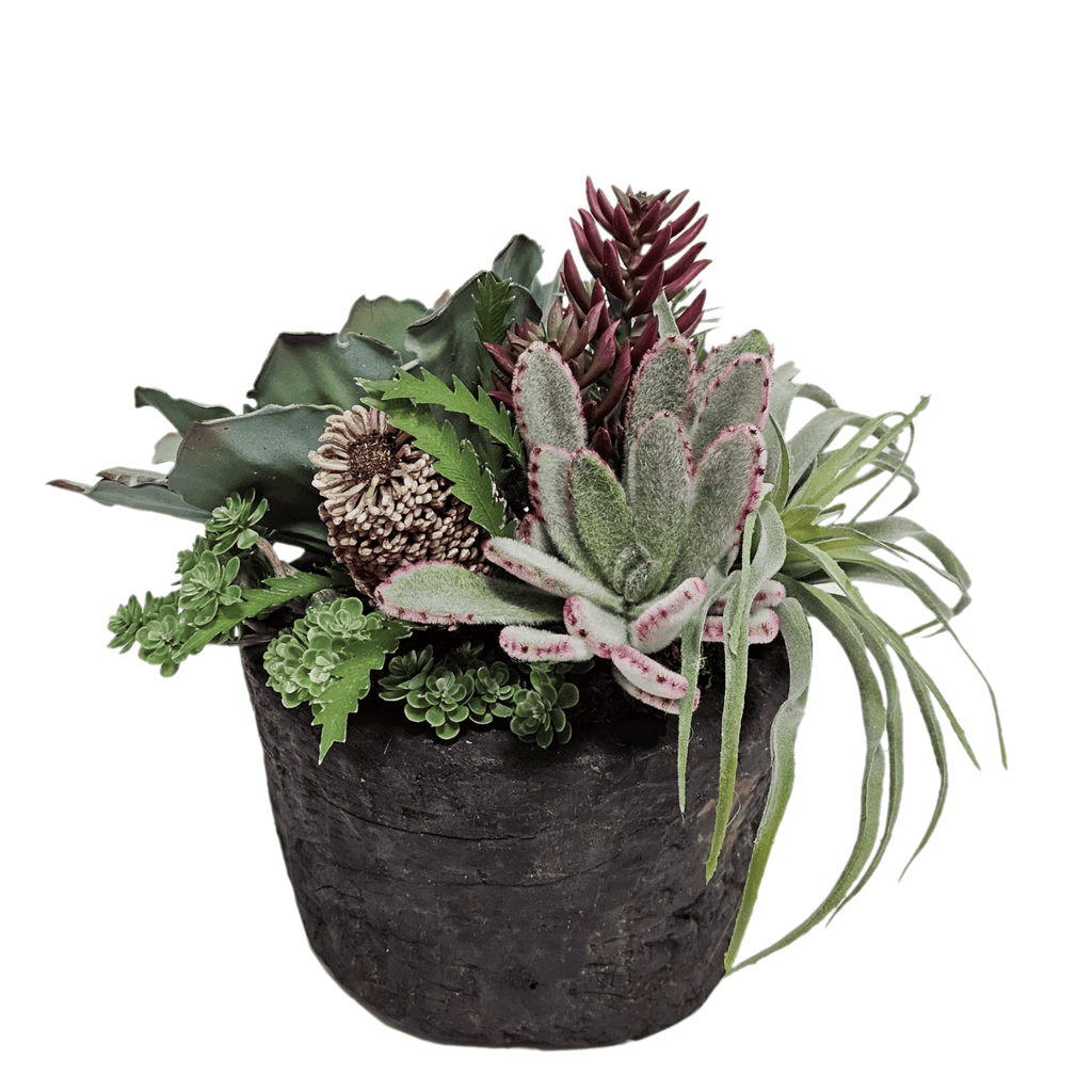 senecio succulents Succulents and Tillandsia with Banksia and Senecio in Bowl FH: 11" – LDF  Silk