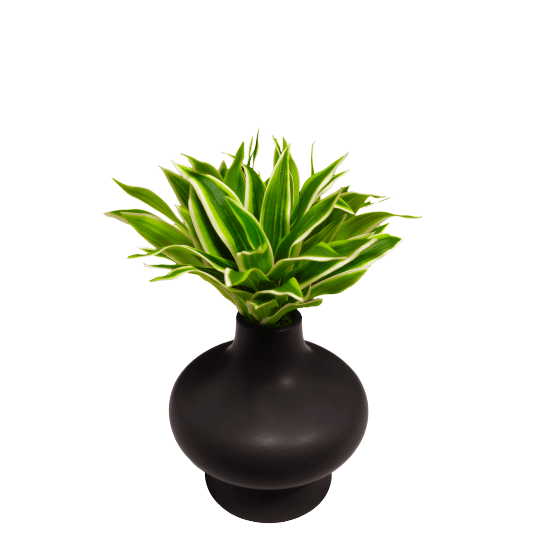 Succulents in Black Ceramic Vase. 10.5"H - LDF Silk