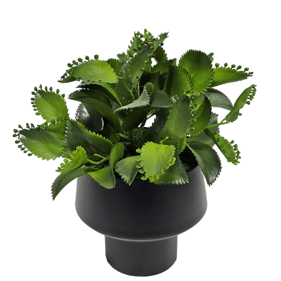 Succulents in Black Metal Container. FH: 12"H - LDF Silk