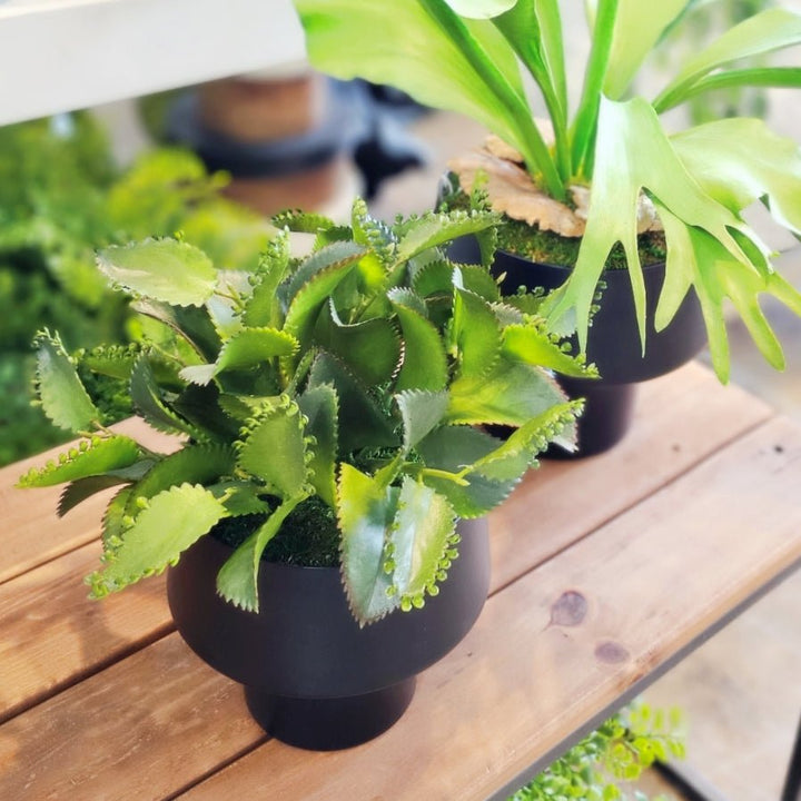 Succulents in Black Metal Container. FH: 12"H - LDF Silk