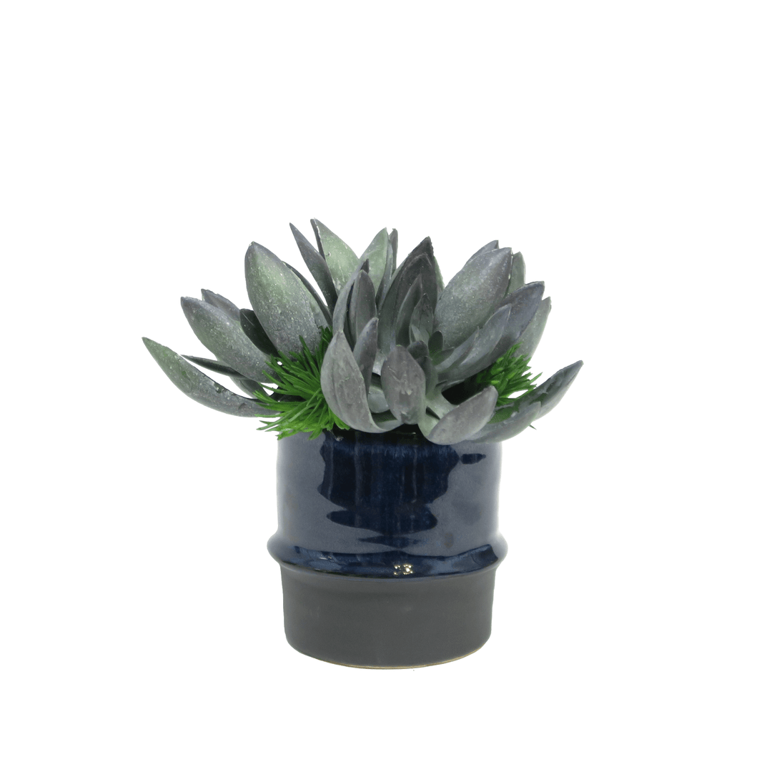 Succulents in Blue Ceramic 7"H - LDF Silk