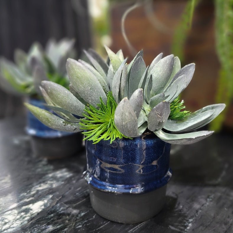 Succulents in Blue Ceramic 7"H - LDF Silk