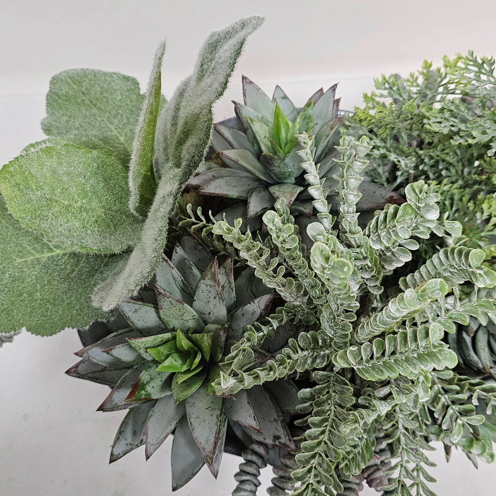 Succulents in Oval Ceramic. 11"H - LDF Silk