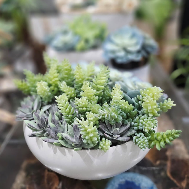 Succulents in Round Ceramic Bowl. FH:7" - LDF SilkArtificial Flora