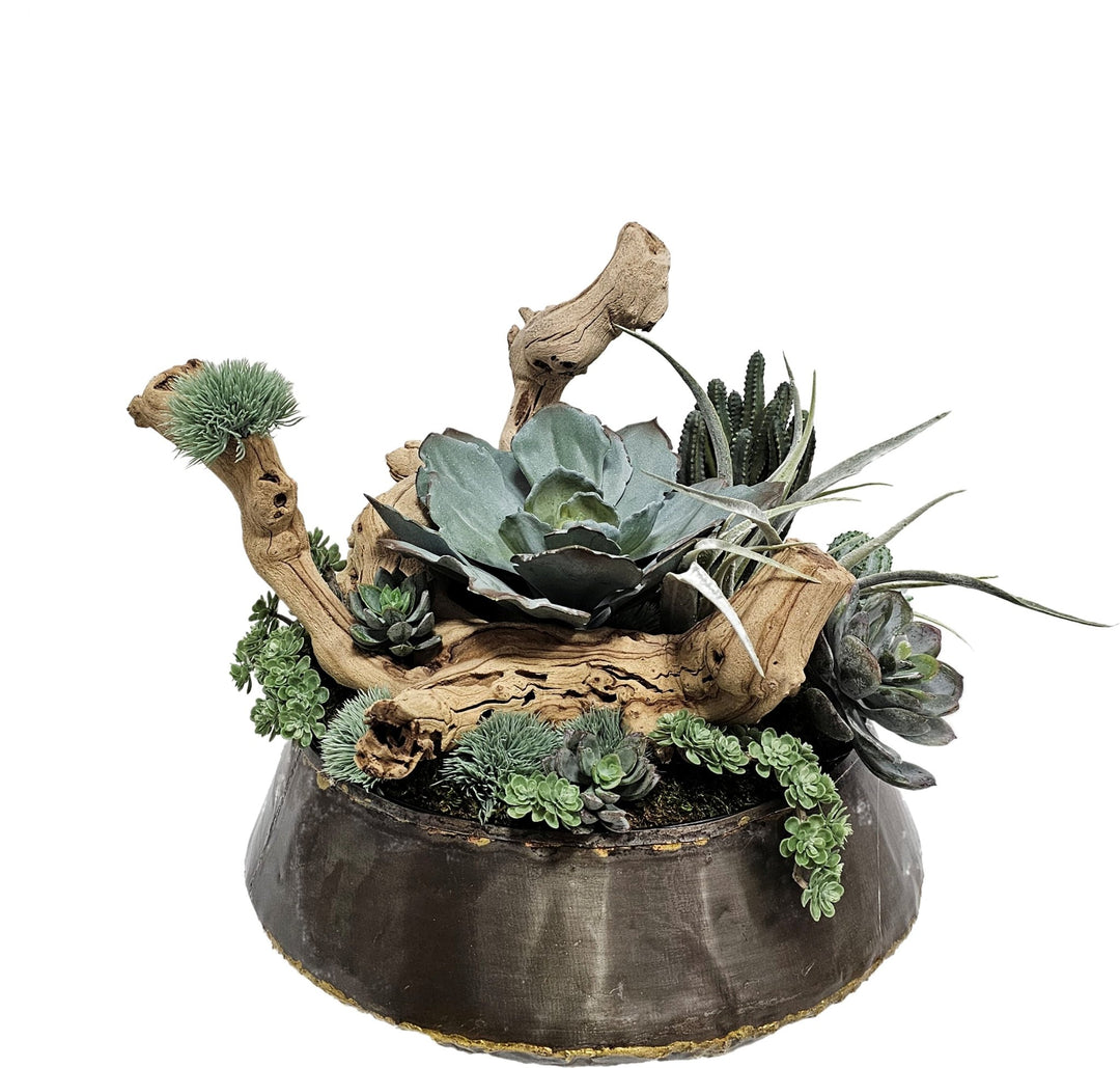 Succulents, Tillandsia, and Grapewood in Bowl FH: 15"H - LDF Silk