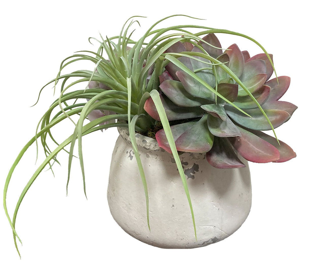 Succulents with Hydrangeas in Container FH: 12" - LDF Silk