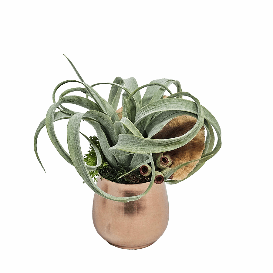 Tillandsia and Mushroom Schuster in Mini Copper Egg Pot 7"H x 7"DIA - LDF Silk
