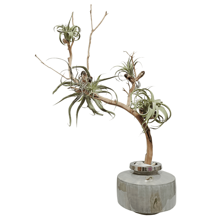 Tillandsia and Pods on Ghostwood in Round Metal Container FH: 53" - LDF Silk
