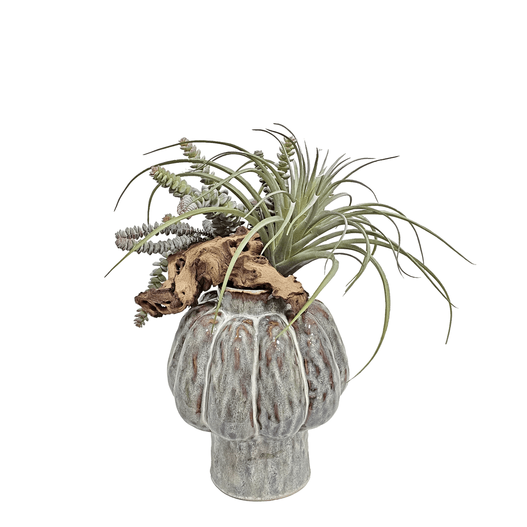 Tillandsia and Worm Sedum with Driftwood in Ceramic Vase 16"H - LDF Silk