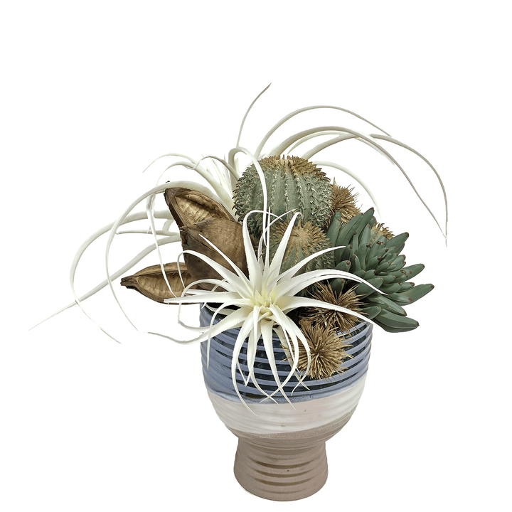 Tillandsia, Barrel Cactus, Aeonium and Sora Pods in Ceramic 13"H - LDF Silk