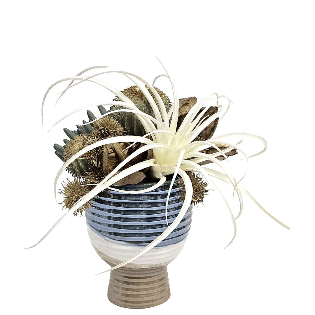 Tillandsia, Barrel Cactus, Aeonium and Sora Pods in Ceramic 13"H - LDF Silk