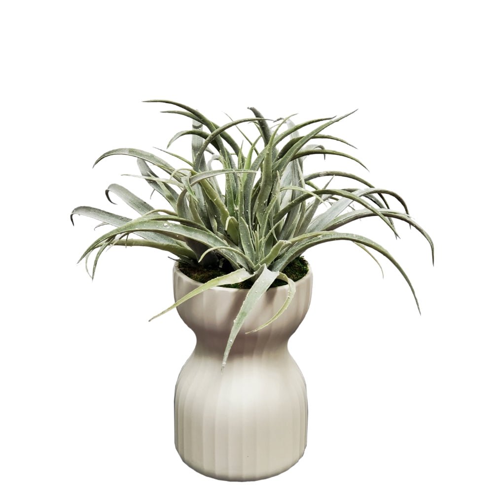 Tillandsia in Ceramic 17"H - LDF Silk