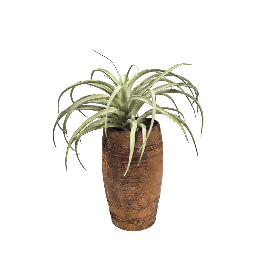 Tillandsia in One of a Kind Antique Wood Vase 13.5"H x 11"W x 12"D - LDF Silk