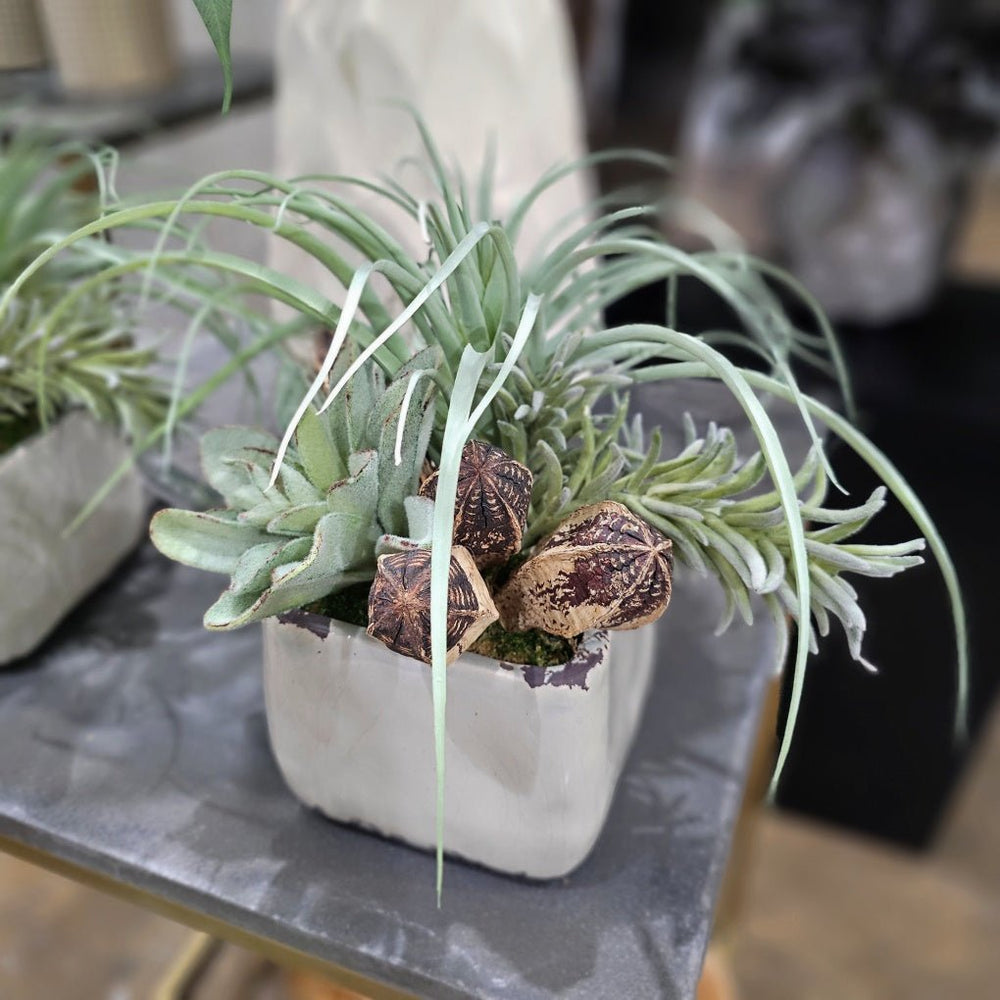 Tillandsia, Succulent and Senecio with Dried Pods in Ceramic 11"H - LDF Silk