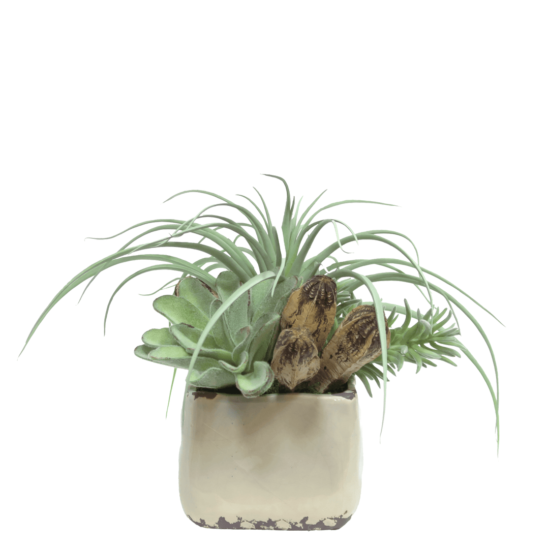 Tillandsia, Succulent and Senecio with Dried Pods in Ceramic 11"H - LDF Silk