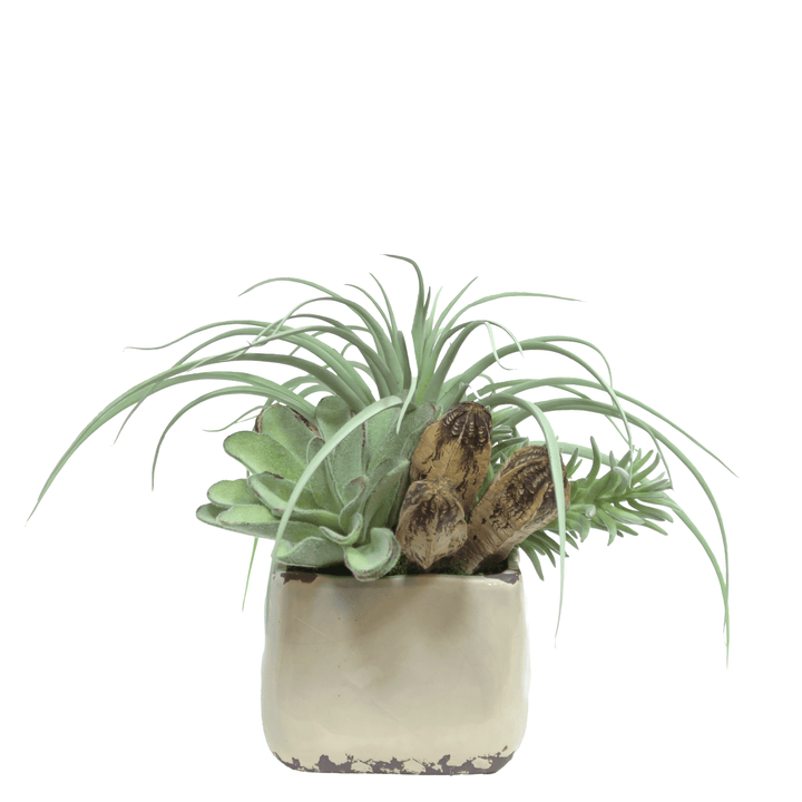 Tillandsia, Succulent and Senecio with Dried Pods in Ceramic 11"H - LDF Silk