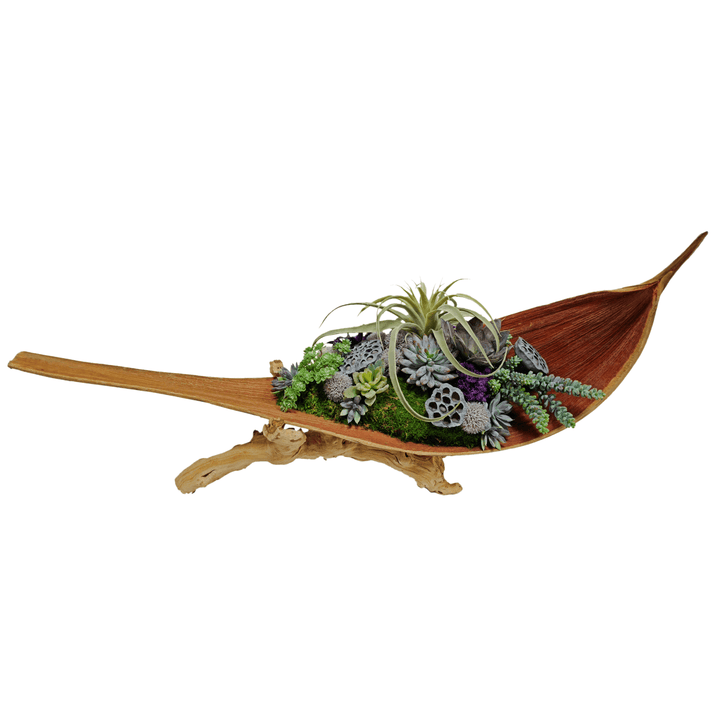 Tillandsia, Succulents, and Lotus Pods in Palm Paddle on Grapewood Base FH: 20"H - LDF Silk