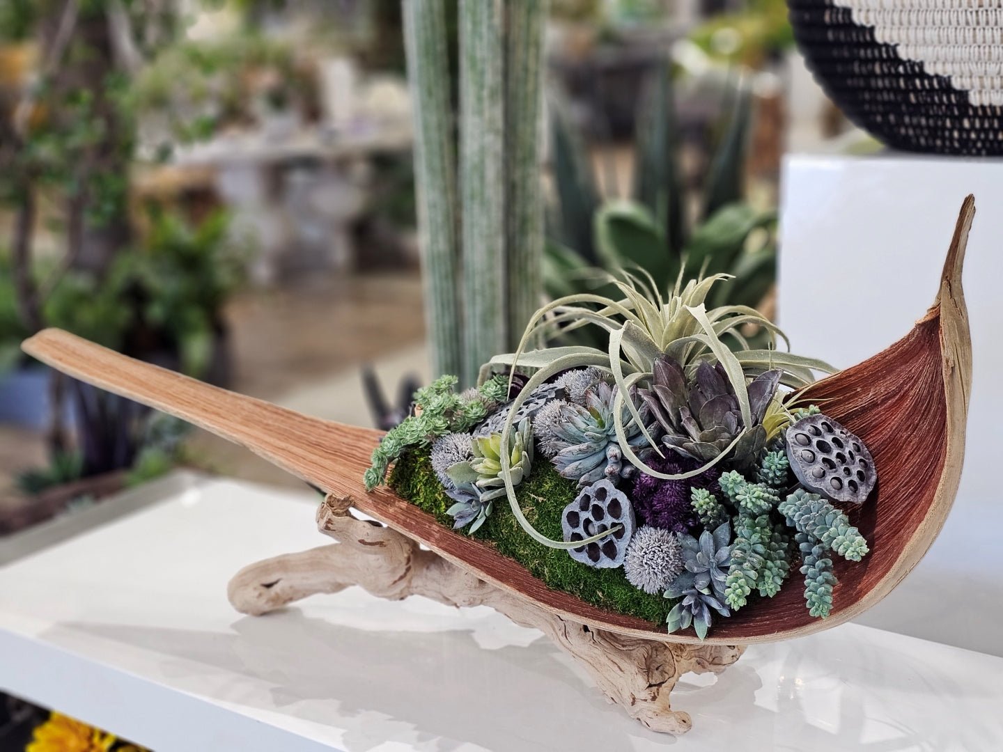 paddle palm plant Tillandsia, Succulents, and Lotus Pods in Palm Paddle on Grapewood Bas – LDF Silk
