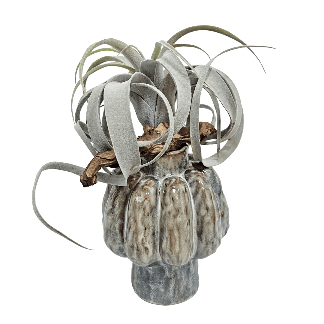 Tillandsia with Driftwood in Ceramic Vase 19"H - LDF Silk