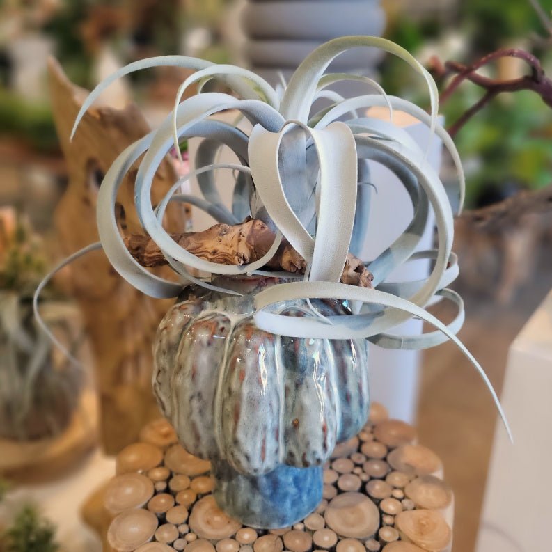 Tillandsia with Driftwood in Ceramic Vase 19"H - LDF Silk